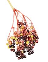 Black Elderberry (Schwarzer Holunder)